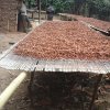 on farm drying of cocoa